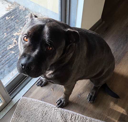 Photo of Cookie