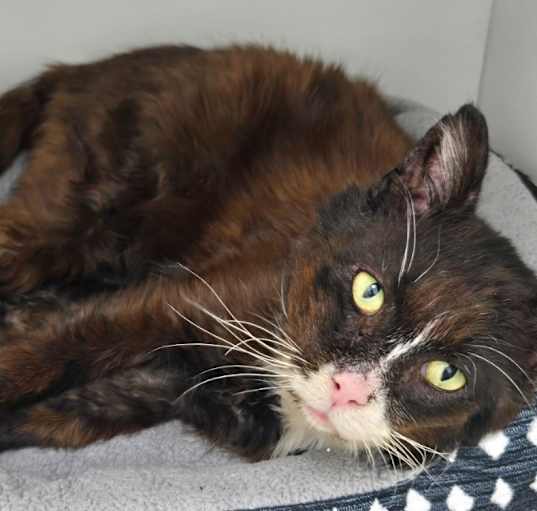 Photo of Mocha