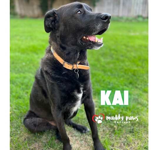 Photo of Kai (Courtesy Post)