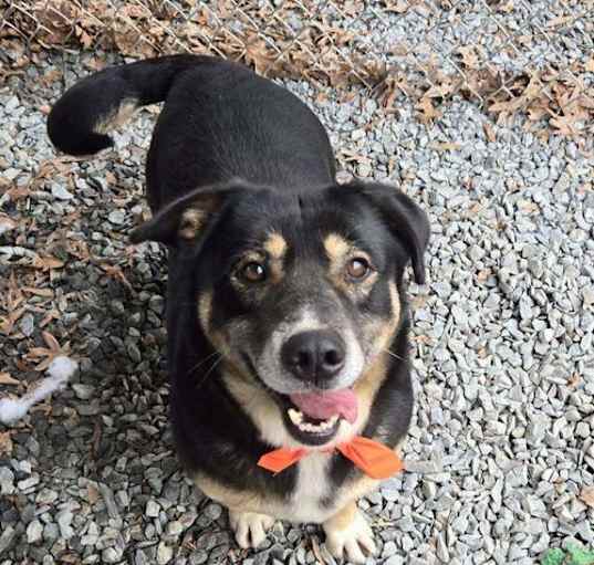 Photo of Buddy