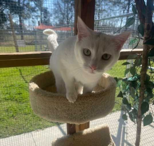 Photo of Snowball