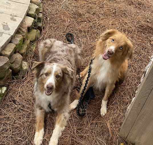 Photo of Asher and Whiskey