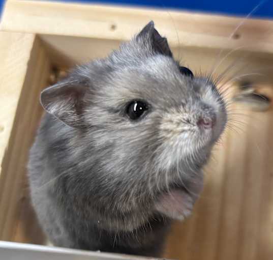 Photo of Dwarf Hamsters!