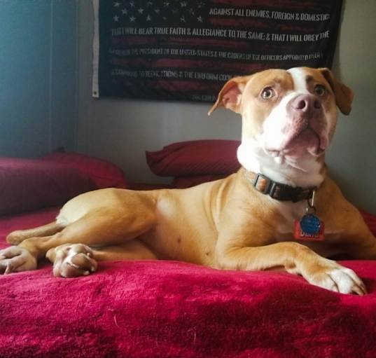 Photo of Bailey