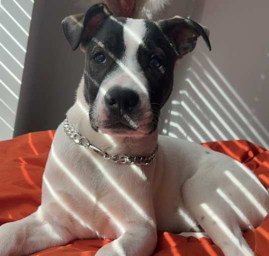 Photo of Ace