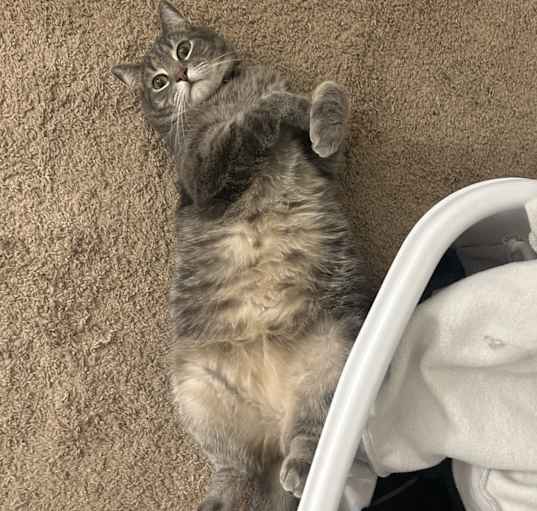 Photo of Taz