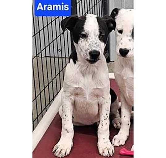 Photo of Lori's Aramis