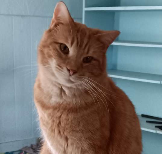 Photo of Roscoe