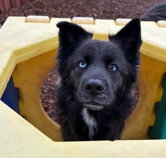 Photo of Georgie