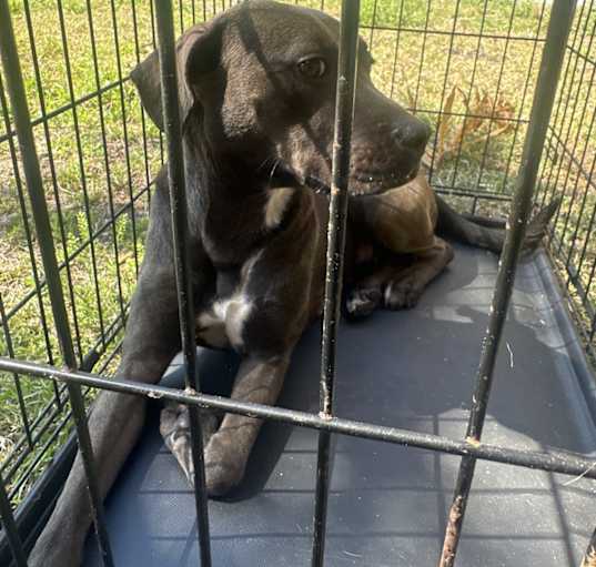 Photo of Layla