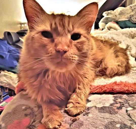 Photo of Tiger