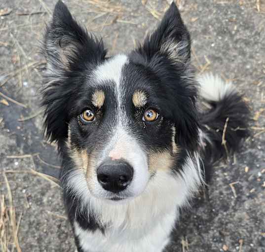 Photo of Tully