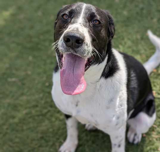 Photo of Sadie