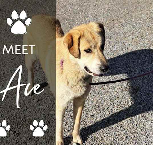 Photo of Ace