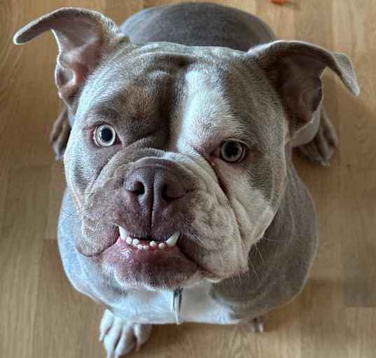 Photo of Maple