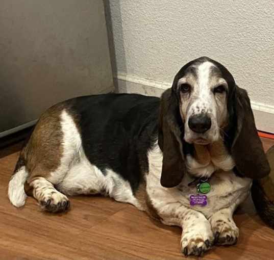 Photo of Dusty (Petaluma)