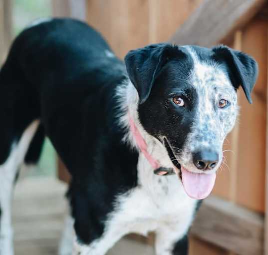 Photo of Pepper