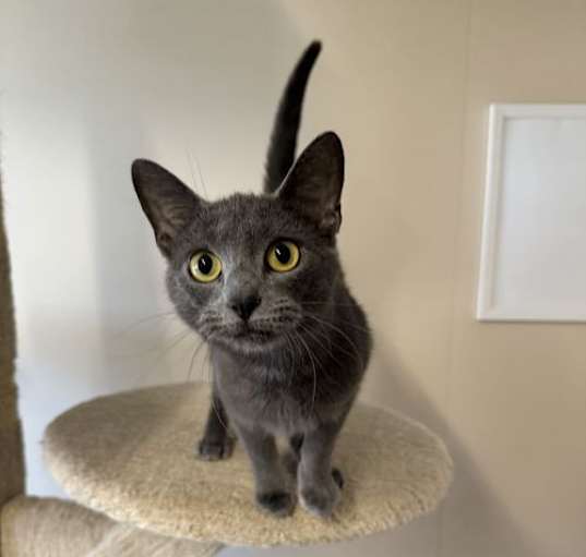 Photo of Lady