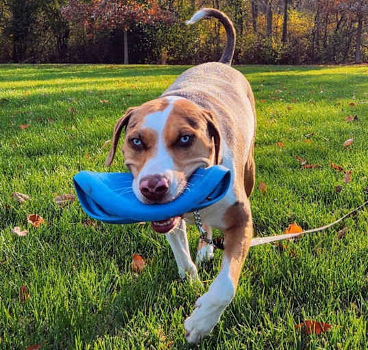 Photo of Indy