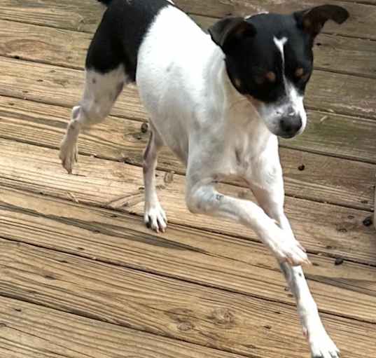 Photo of Chip