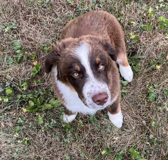 Photo of Koba