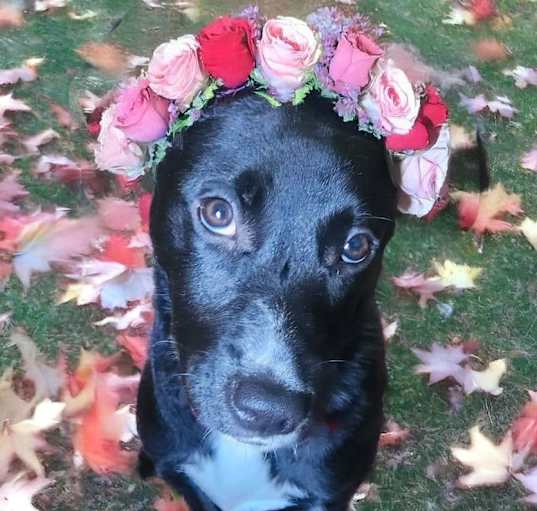 Photo of Pippa