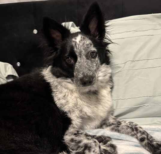 Photo of Sassy