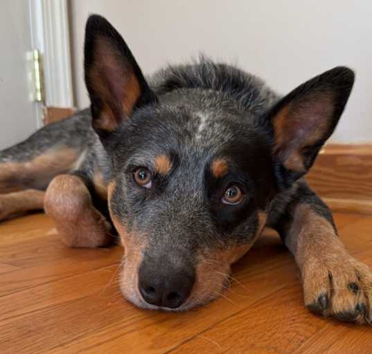 Photo of Ryder