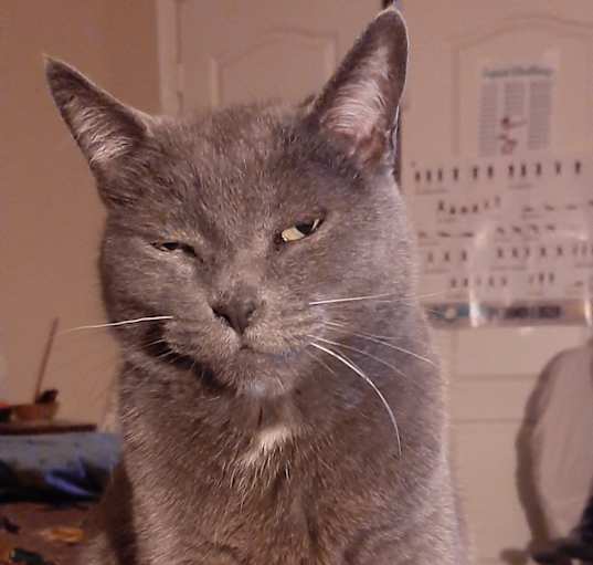 Photo of Roe