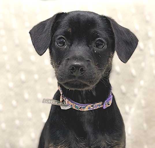 Photo of Raisin