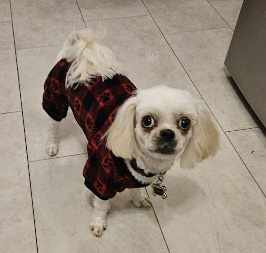 Photo of Boscoe