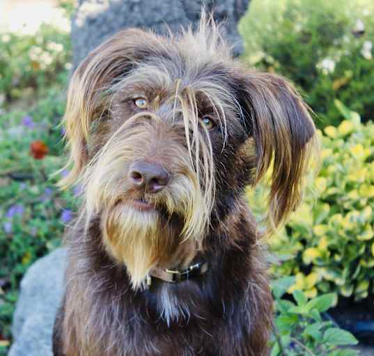 Photo of Choco