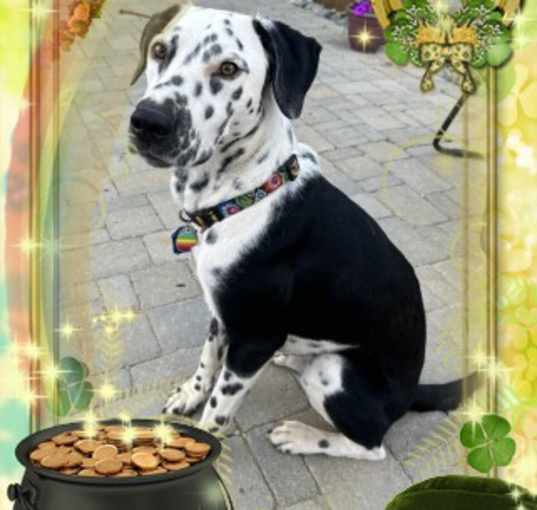 Photo of Dingo-Adoption Pending