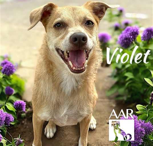 Photo of Violet