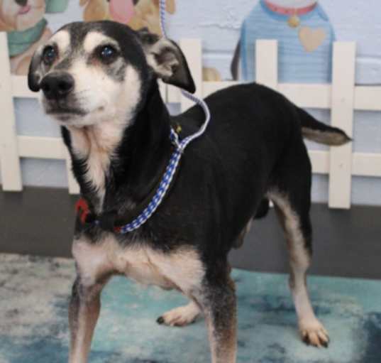 Photo of Jackson URGENT SMALLER BOY!