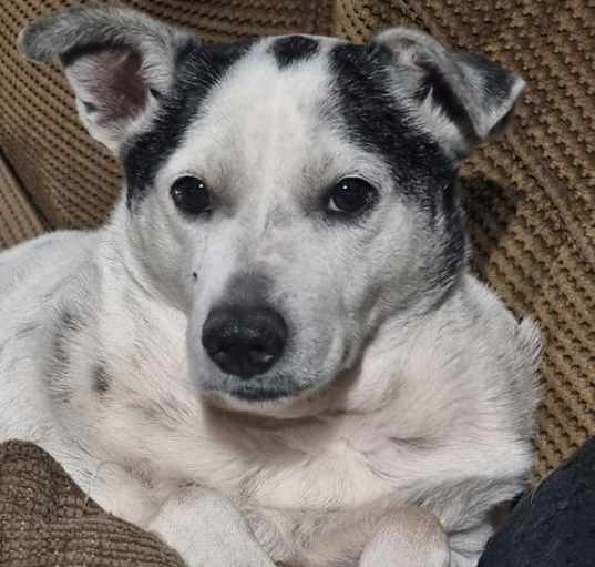 Photo of MOCHI