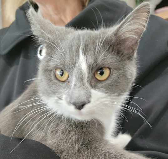 Photo of Bell