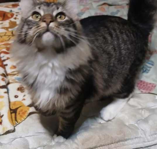 Photo of Slink