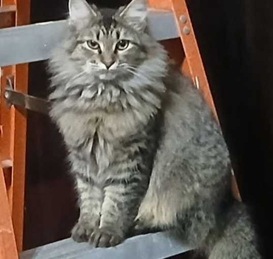 Photo of Sissy