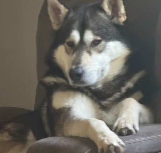 Photo of Bear