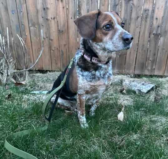 Photo of Bella