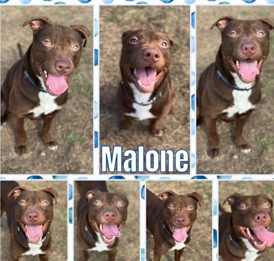Photo of Malone