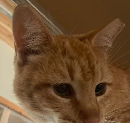 Photo of Rusty