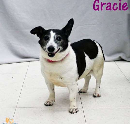 Photo of Gracie