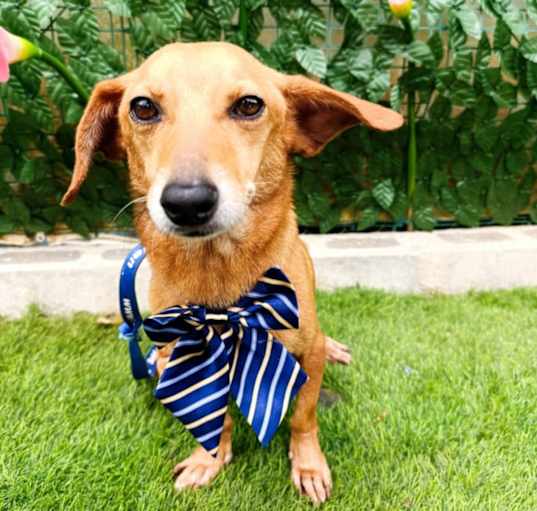 Photo of Benji