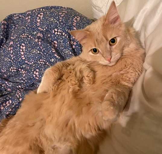 Photo of Catto