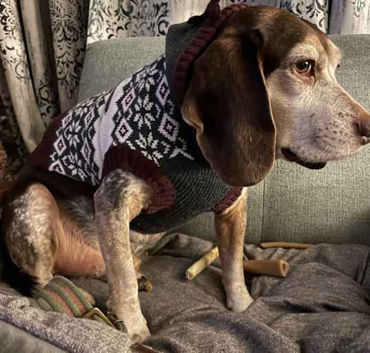 Photo of Wrangler