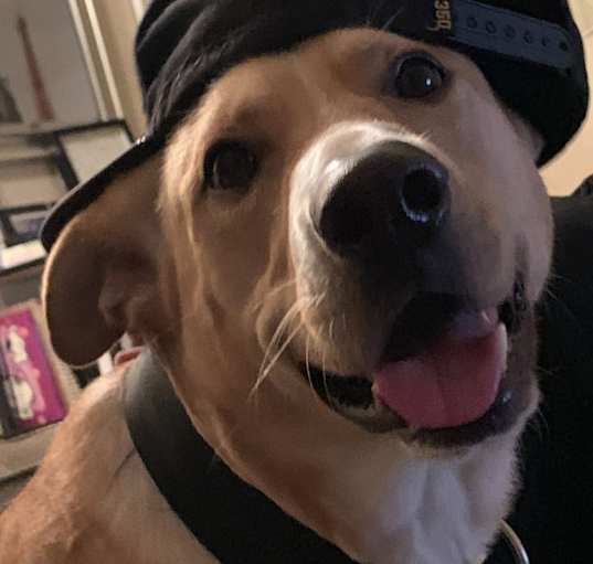 Photo of Milo