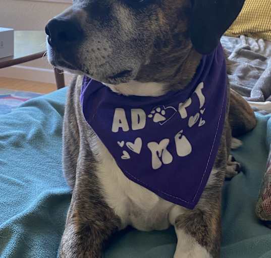 Photo of Abby