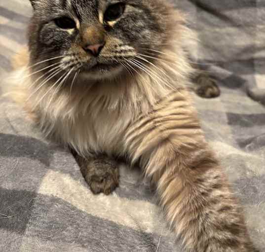 Photo of Cleopatra "Cleo"